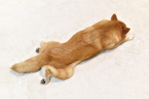落ち込む犬